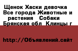 Щенок Хаски девочка - Все города Животные и растения » Собаки   . Брянская обл.,Клинцы г.